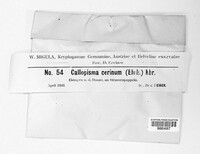 Caloplaca cerina image